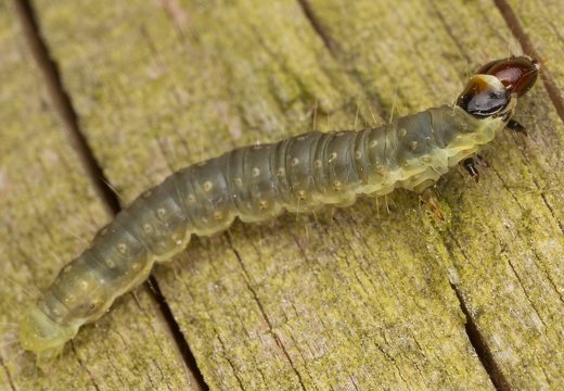 Archips podana caterpillar · visaėdis archipsas, vikšras