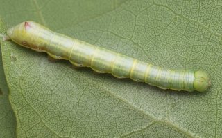 Pheosia tremula caterpillar · tuopinis kuodis, vikšras