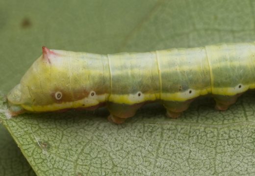 Pheosia tremula caterpillar · tuopinis kuodis, vikšras