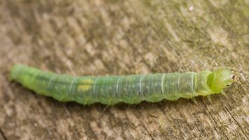 Pandemis heparana caterpillar · gluosninis pandemis, vikšras