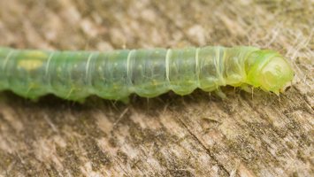 Tortricidae caterpillar · lapsukio vikšras