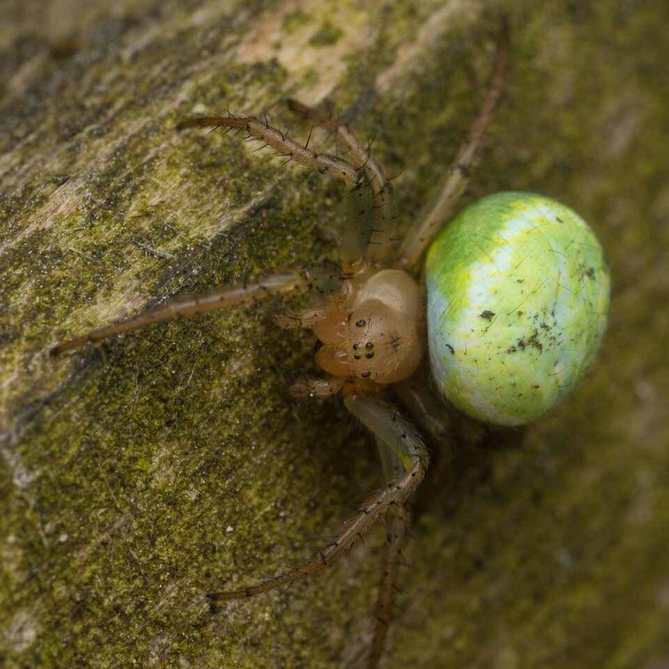 Araniella cucurbitina · raudondėmis voriukas