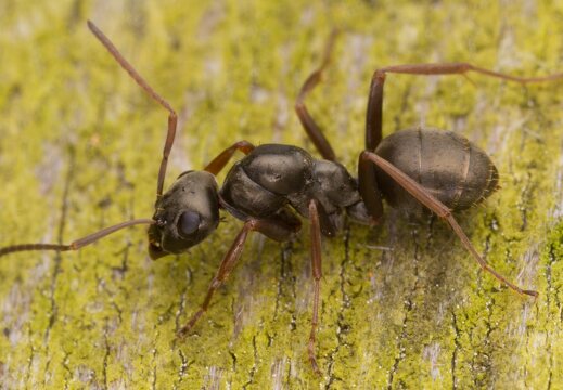 Formica fusca · tamsiarudė miško skruzdėlė