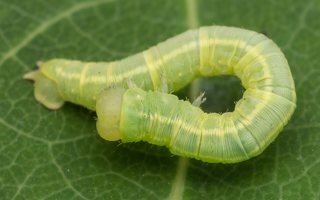 Lepidoptera caterpillar · drugys, vikšras