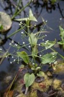 Alisma plantago-aquatica · gyslotinis dumblialaiškis