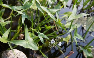 Sagittaria sagittifolia · strėlialapė papliauška