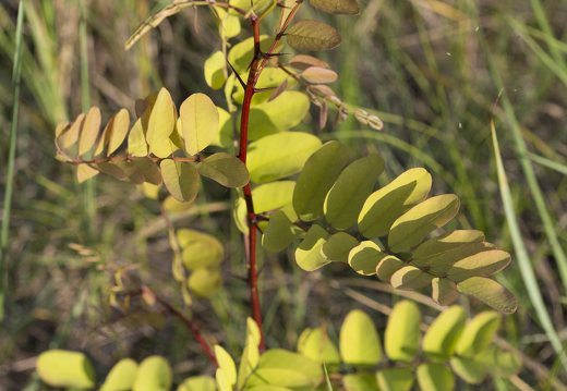Robinia pseudoacacia · baltažiedė robinija