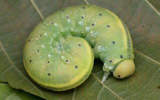 Cimbex connatus larva · alksninis cimbeksas, vikšras