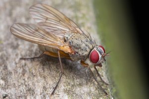 Helina sp. · tikramusė