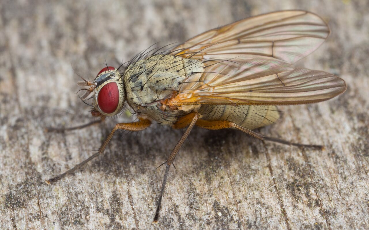 Helina sp. · tikramusė