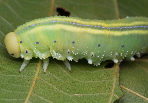 Cimbex connatus larva · alksninis cimbeksas, vikšras