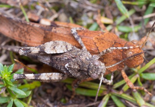 Oedipoda caerulescens copula · mėlynsparnis tarkšlys, poruojasi