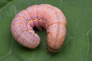 Lacanobia oleracea caterpillar · daržinis pelėdgalvis, vikšras
