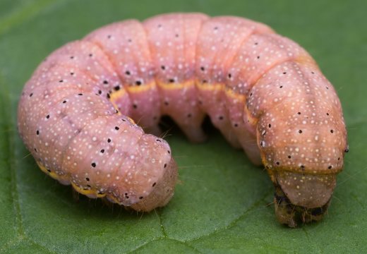~ Noctuidae caterpillars · pelėdgalvių vikšrai