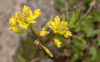 Rorippa palustris · pelkinis čeriukas