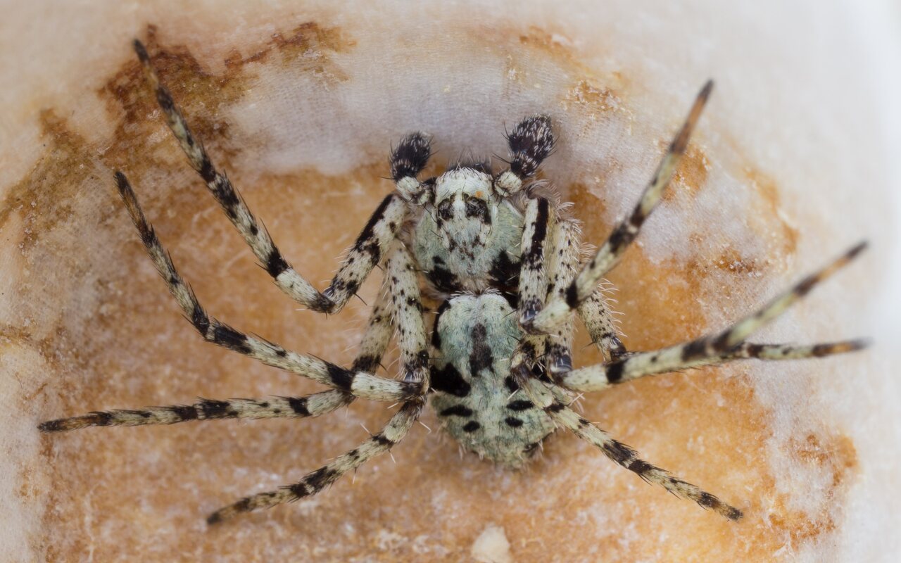 Philodromus margaritatus f. tigrinus · kamieninis vikrūnas