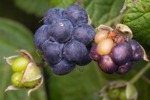 Rubus caesius · paprastoji gervuogė