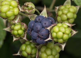 Rubus caesius · paprastoji gervuogė