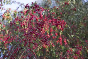 botanikos sodas · ožekšnio vaisiai rudenį