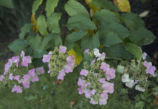 Hydrangea paniculata · šluotelinė hortenzija