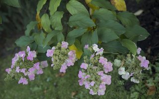 Hydrangea paniculata · šluotelinė hortenzija