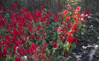 Salvia splendens · raudonžiedis šalavijas