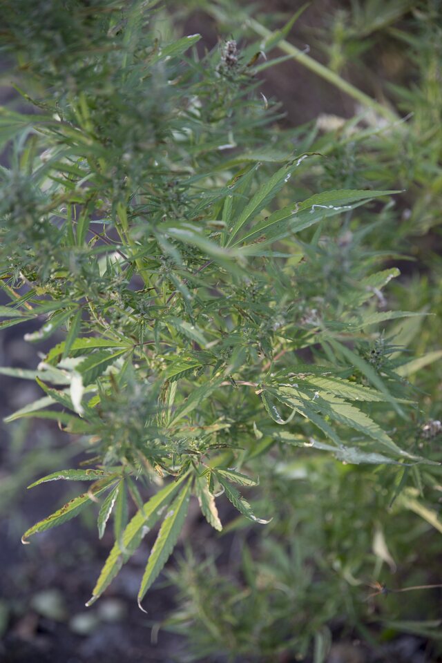 Cannabis-sativa-6579.jpg