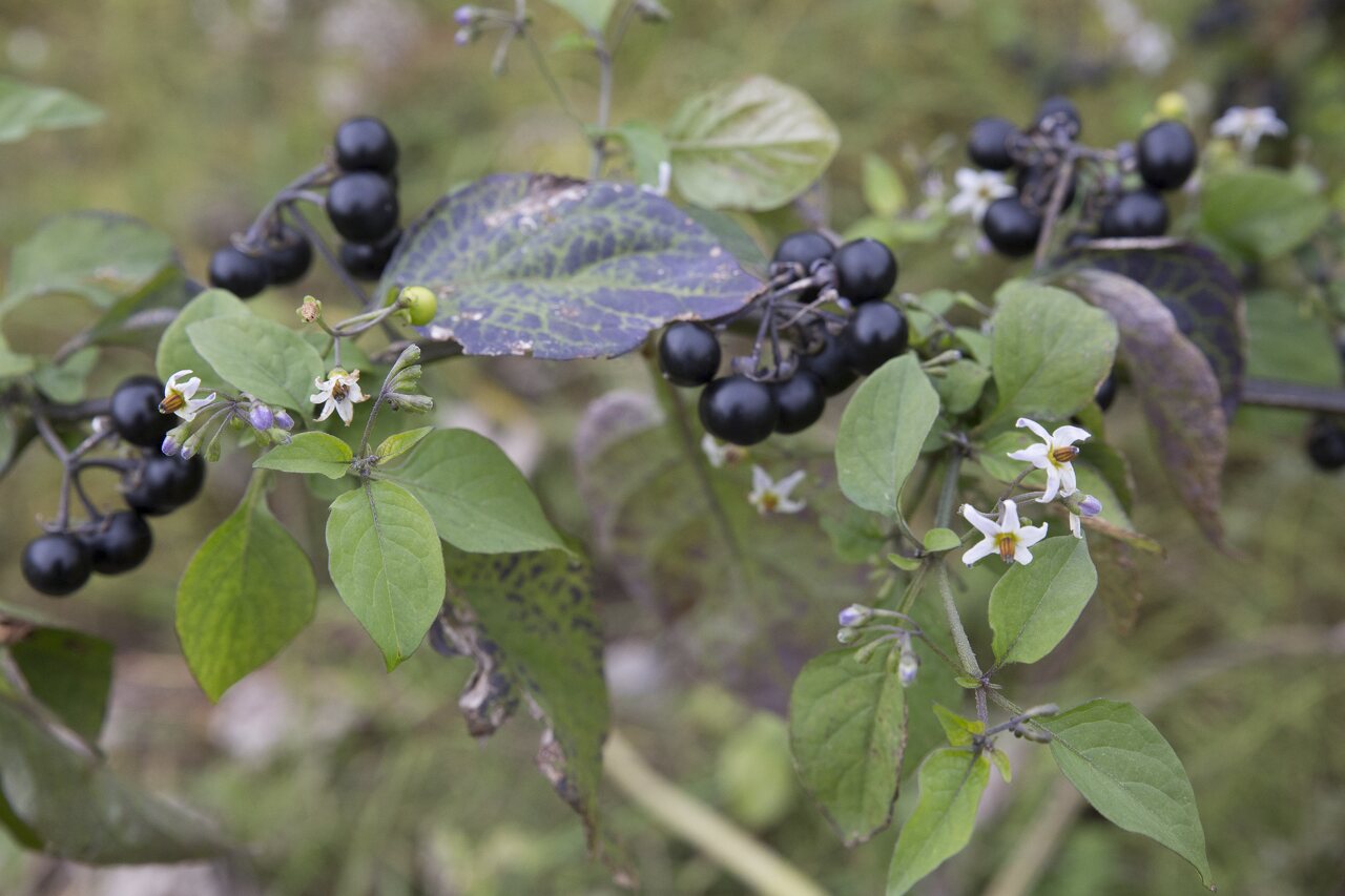 Solanum-retroflexum-6633.jpg