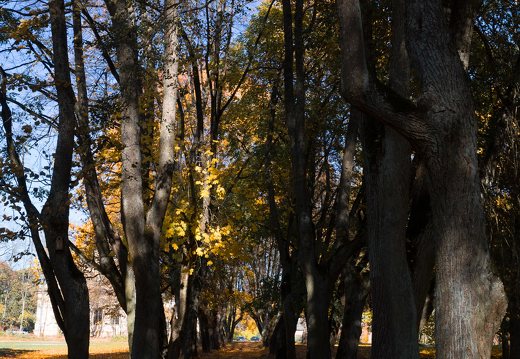 Trakų Vokė · Andrė parkas, ruduo