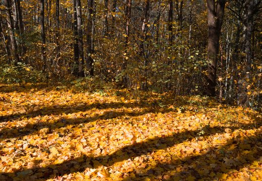 Trakų Vokė · rudeniniai lapų kilimai