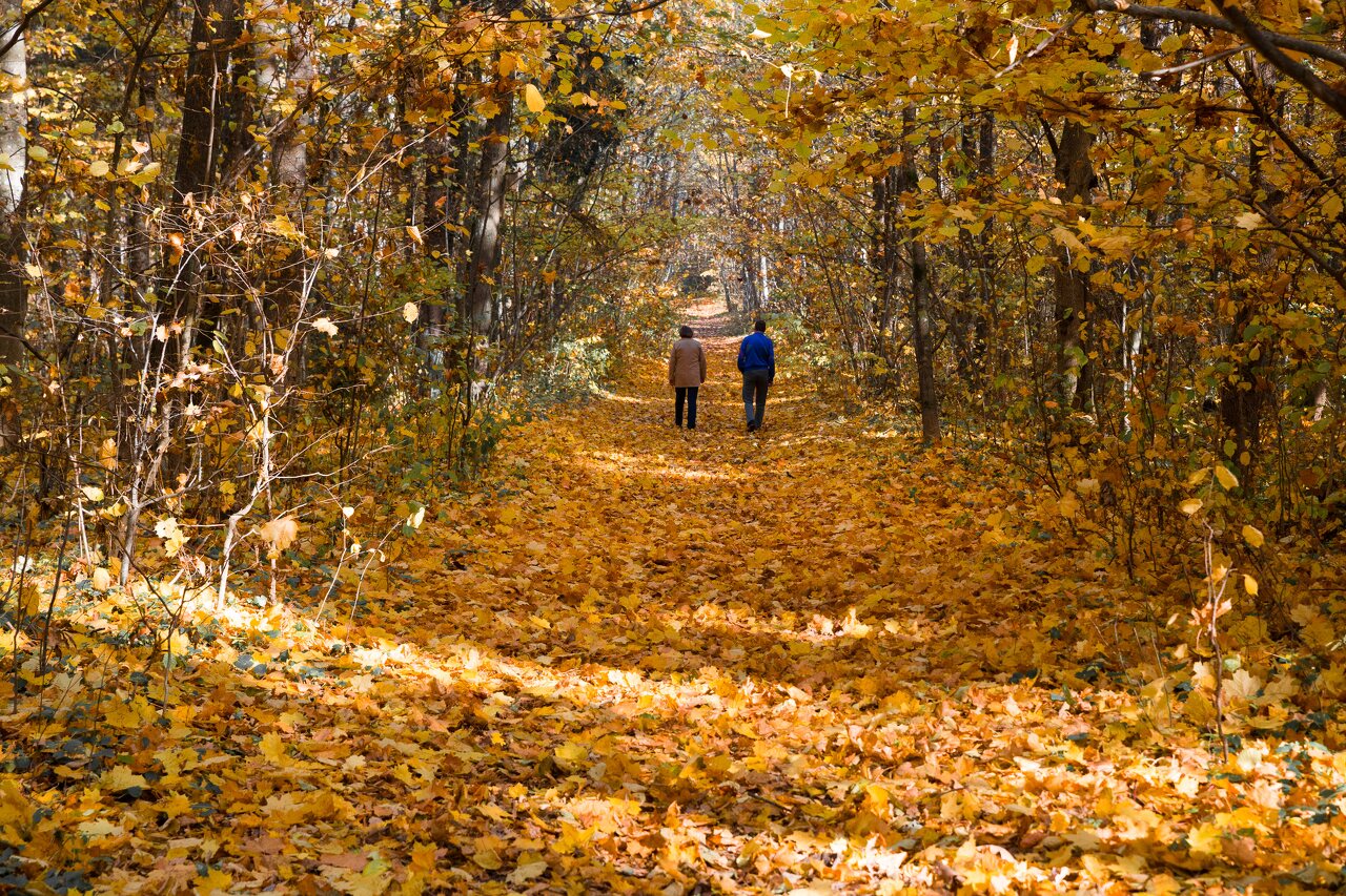 Trakų Vokė · parkas, ruduo, lapų kilimas