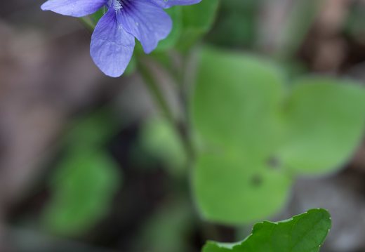 Viola canina · šuninė našlaitė
