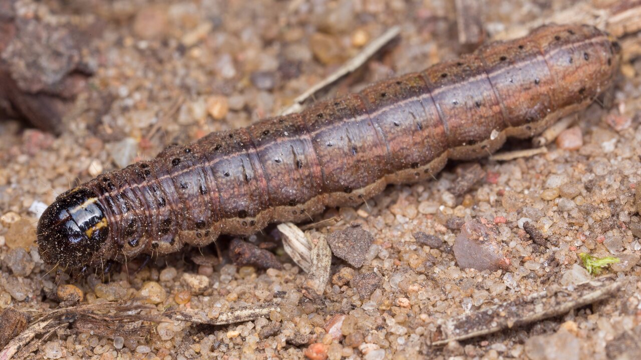 Apamea crenata caterpillar · rudasis pašakninis pelėdgalvis, vikšras