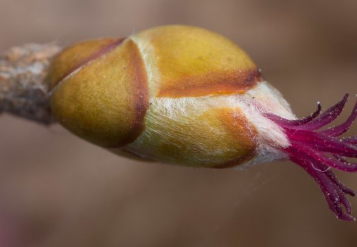 Corylus avellana female flowers · paprastasis lazdynas, moteriški žiedai