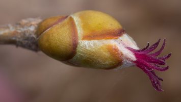 Corylus avellana female flowers · paprastasis lazdynas, moteriški žiedai