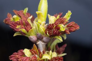 Acer negundo flowers · uosialapis klevas, žiedai