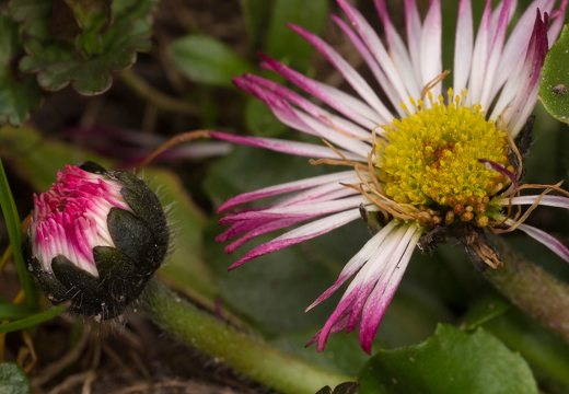 Bellis perennis · daugiametė saulutė