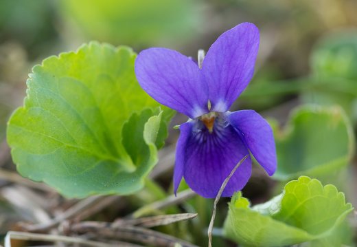 Viola odorata · kvapioji našlaitė