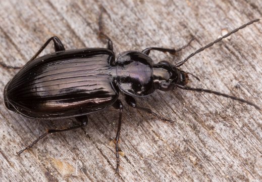 Agonum viduum · žvitražygis