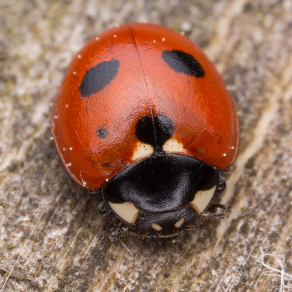 Coccinella quinquepunctata · penkiataškė boružė