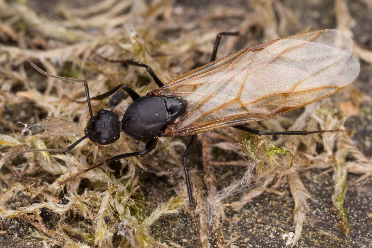 Camponotus herculeanus male · skruzdėlė ♂