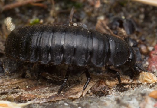 Carabidae larva · žygis, lerva