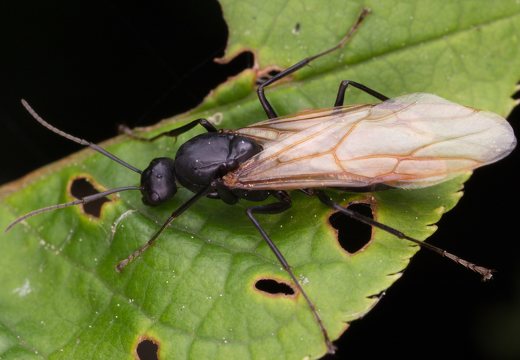 Camponotus herculeanus male · skruzdėlė ♂