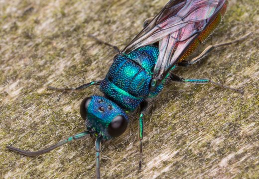 Chrysis angustula · auksavapsvė