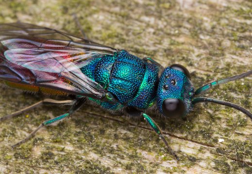 Chrysis angustula · auksavapsvė