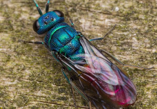 Chrysis angustula · auksavapsvė