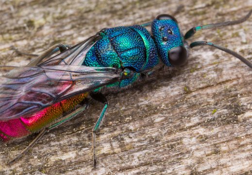 Chrysis angustula · auksavapsvė