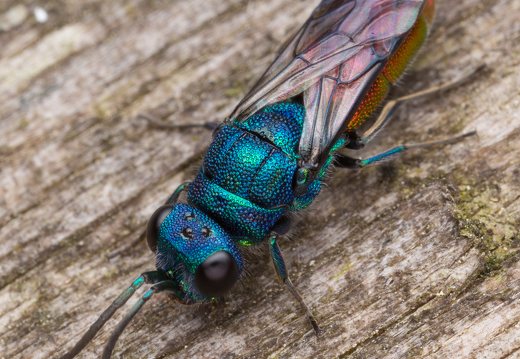 Chrysis angustula · auksavapsvė