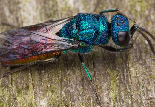 Chrysis angustula · auksavapsvė