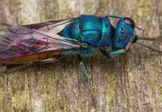 Chrysis angustula · auksavapsvė